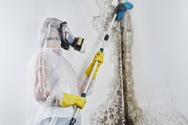 Best Professional water damage repair  in USA